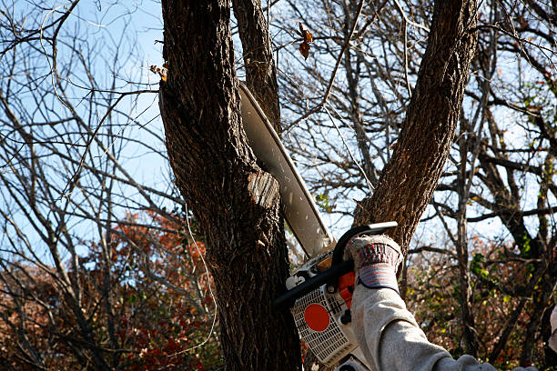 Best Lawn Dethatching  in USA